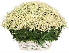 Цветочная композиция из Ромашки в корзине #REPLACE_PRED# Рамешках